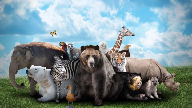 Giornata+Internazionale+per+i+Diritti+Animali+2014.jpg