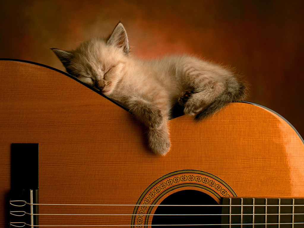 Gatto-chitarra.jpg