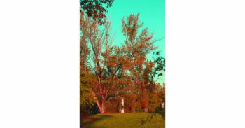 Foto di Domenico Galli