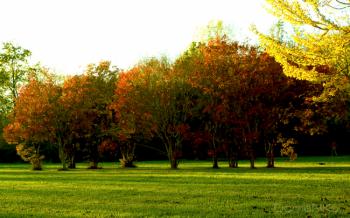 Foto di Domenico Galli