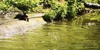 Foto di Domenico Galli
