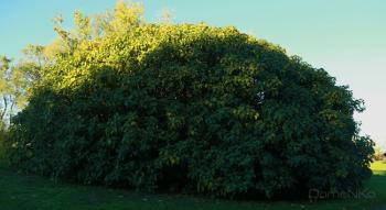 Foto di Domenico Galli