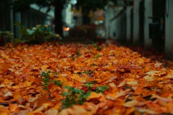 Foto di Domenico Galli