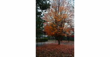 Foto di Domenico Galli