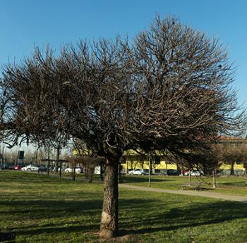 Foto di Domenico Galli