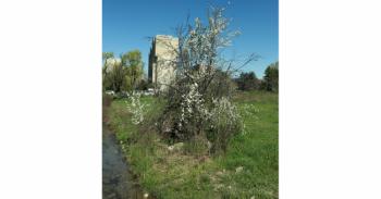 Foto di Domenico Galli