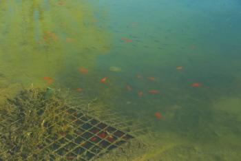 Foto di Domenico Galli