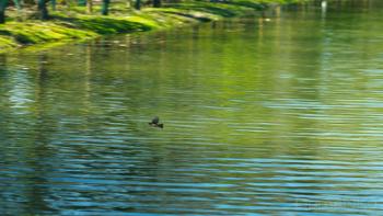 Foto di Domenico Galli