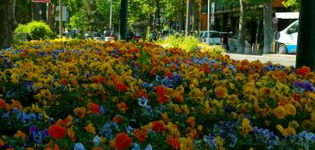 Foto di Domenico Galli