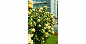 Foto di Domenico Galli