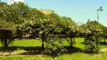 Foto di Domenico Galli