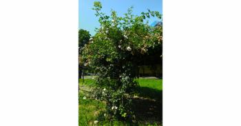 Foto di Domenico Galli