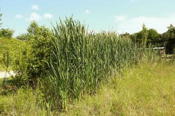 Foto di Domenico Galli