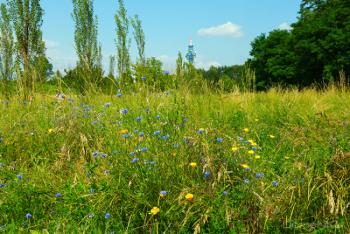 Foto di Domenico Galli
