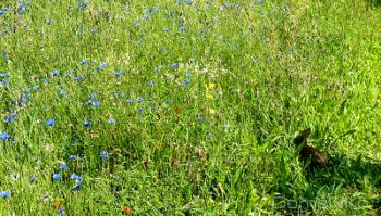 Foto di Domenico Galli