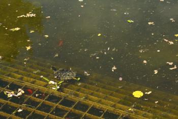 Foto di Domenico Galli