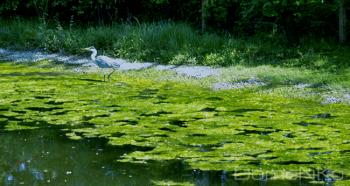 Foto di Domenico Galli
