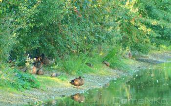 Foto di Domenico Galli