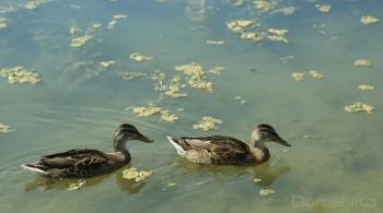 Foto di Domenico Galli