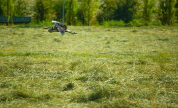 Foto di Domenico Galli