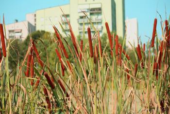 Foto di Domenico Galli