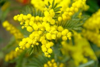 mimosa-673238_1920.jpg
