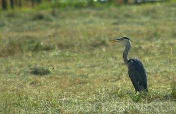 IMG_8982-copia.jpg