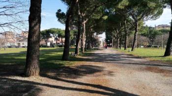 Pini-Marittimi-via-Guardi-e-Parco-della-Pace.jpg