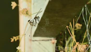 IMG_0077-copia-ZtzTNN.jpg