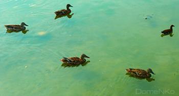 IMG_0083-copia.jpg
