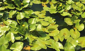 IMG_0503-copia.jpg