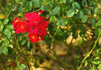 IMG_0538-copia-fYGmlj.jpg