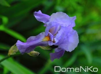 IMG_3602-copia.jpg