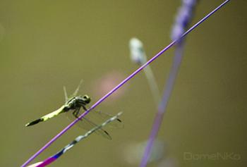 IMG_5097-copia.jpg